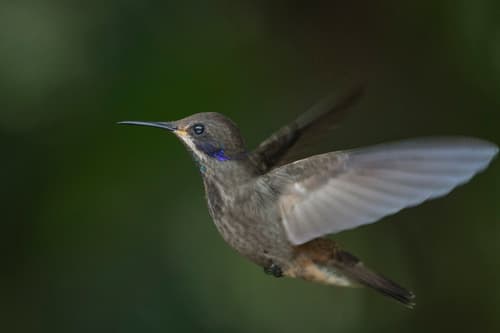 Brown Violetear