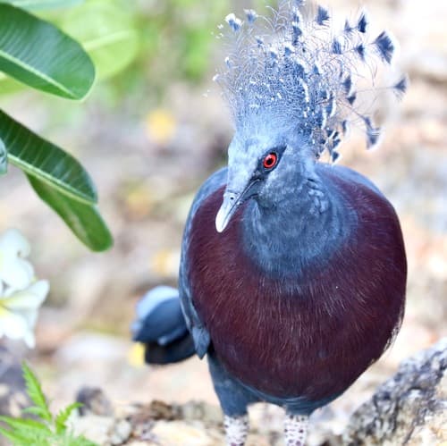 Victoria Crowned Pigeon