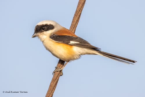 Bay-backed Shrike