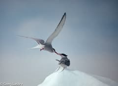 Arctic Tern