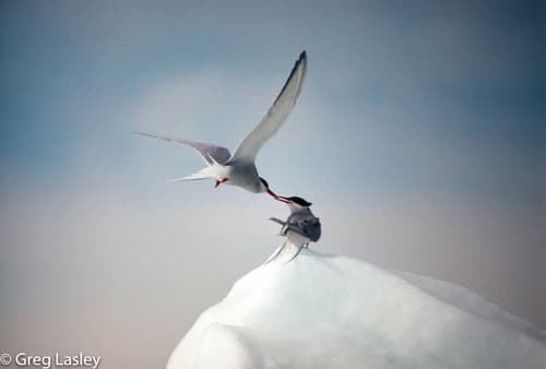 Arctic Tern