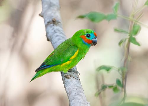 Double-eyed Fig Parrot