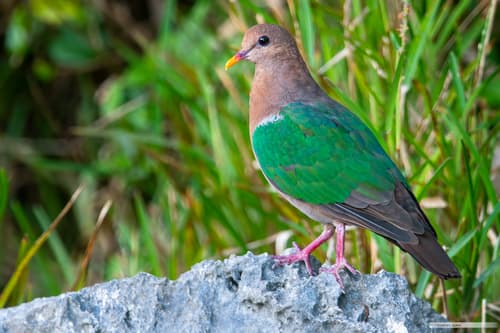 Pacific Emerald Dove
