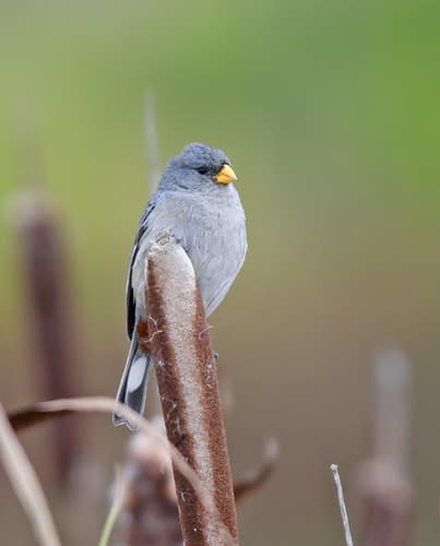 Band-tailed Seedeater