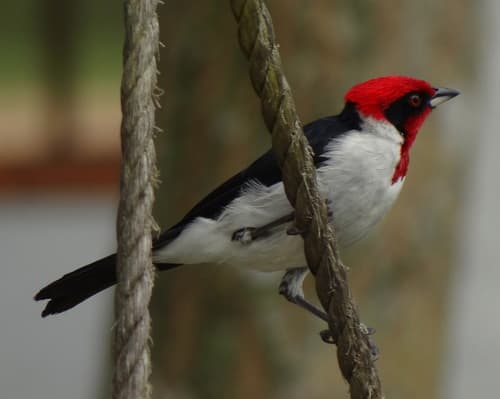 Masked Cardinal