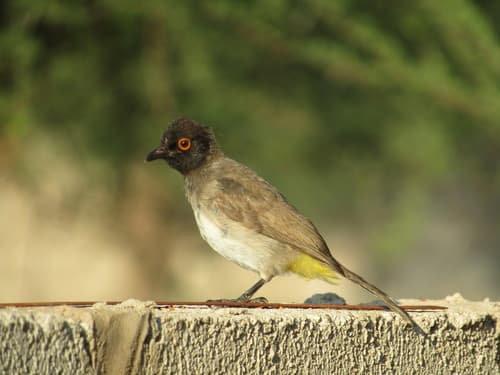 African Red-eyed Bulbul