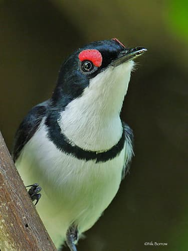Black-throated Wattle-eye