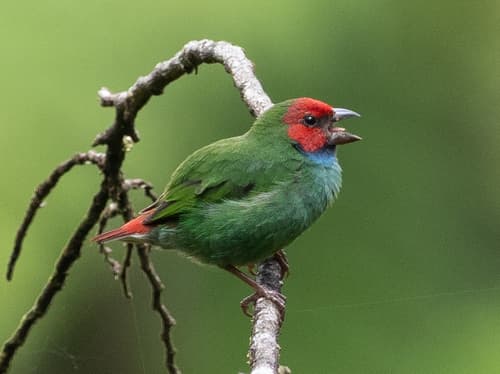Fiji Parrotfinch