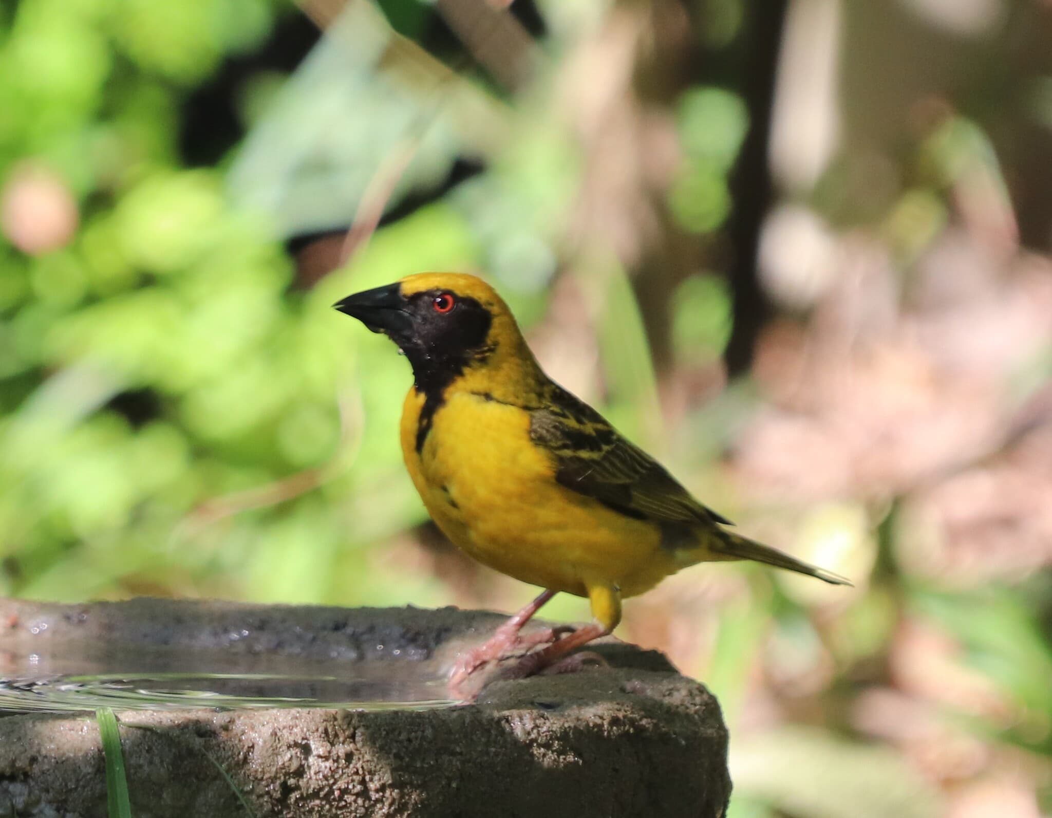 Village Weaver
