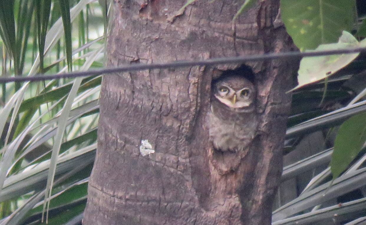 Spotted Owlet