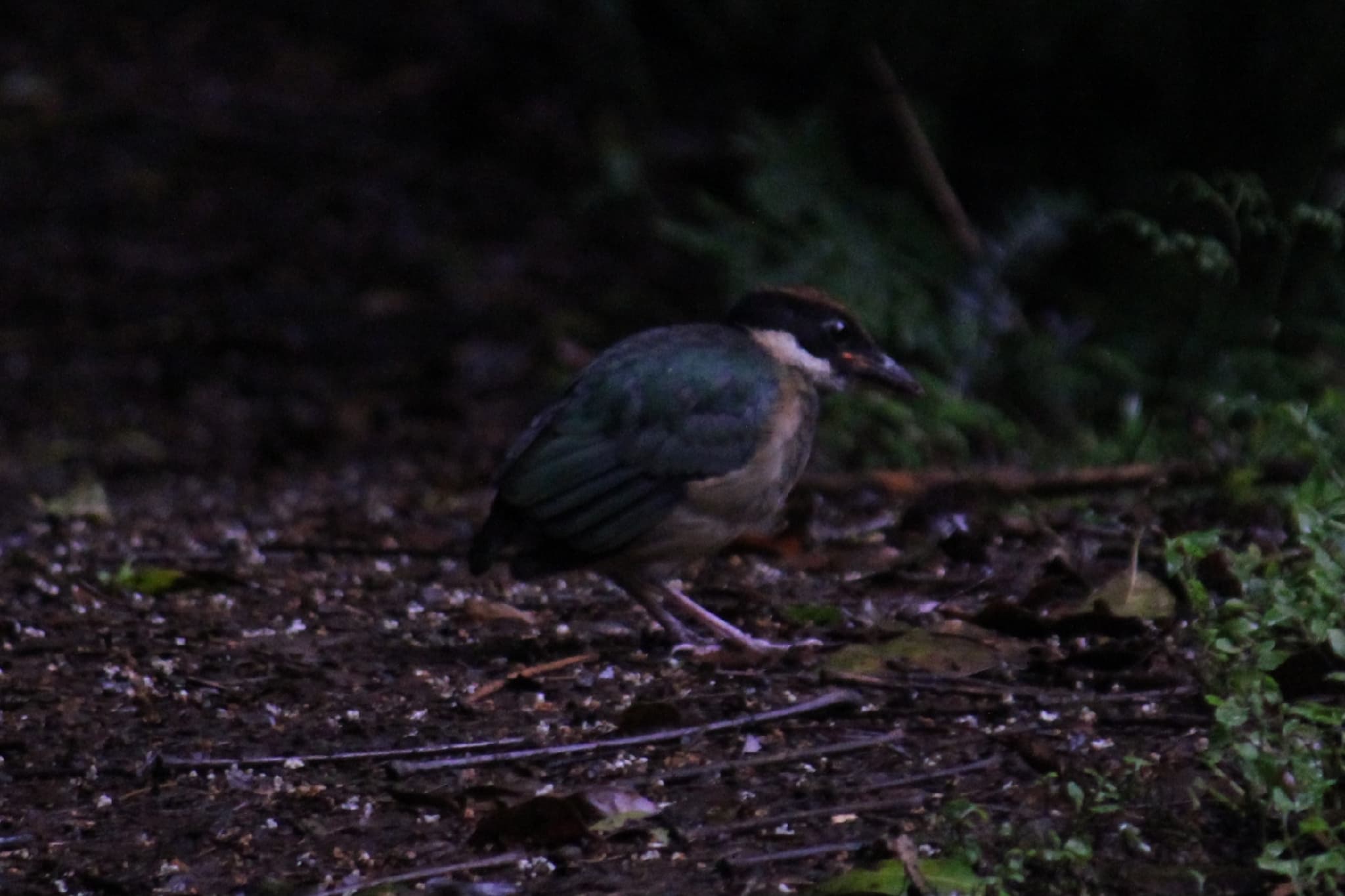 Noisy Pitta