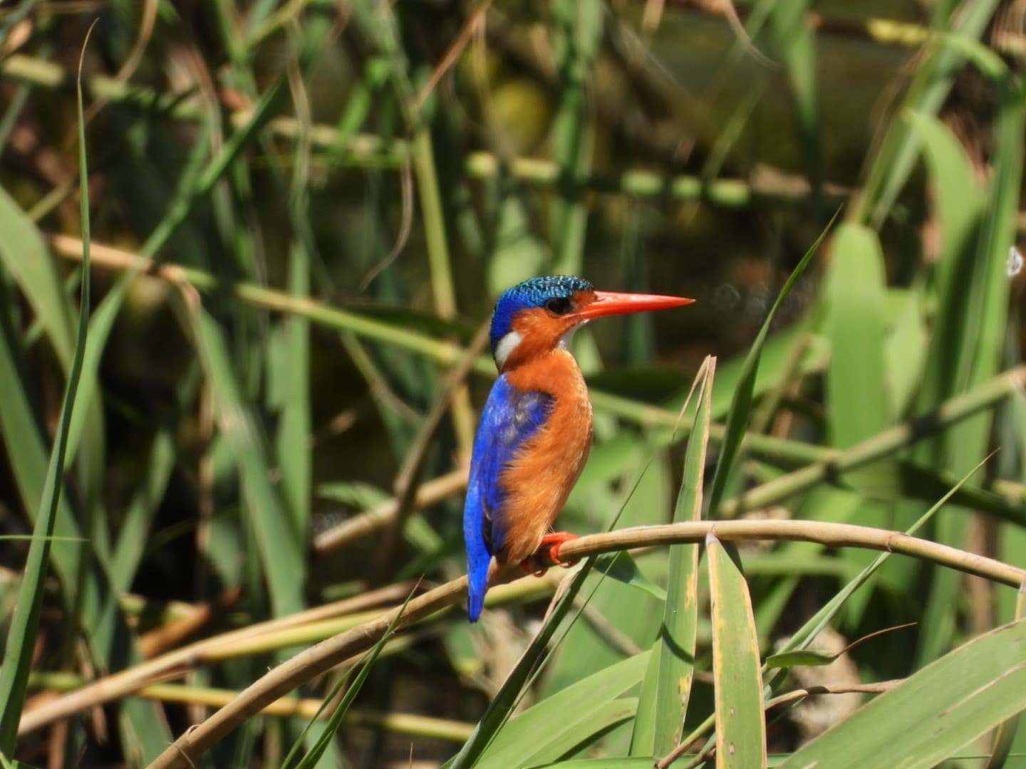 Malachite Kingfisher
