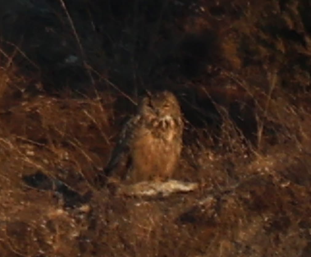 Eurasian Eagle-Owl