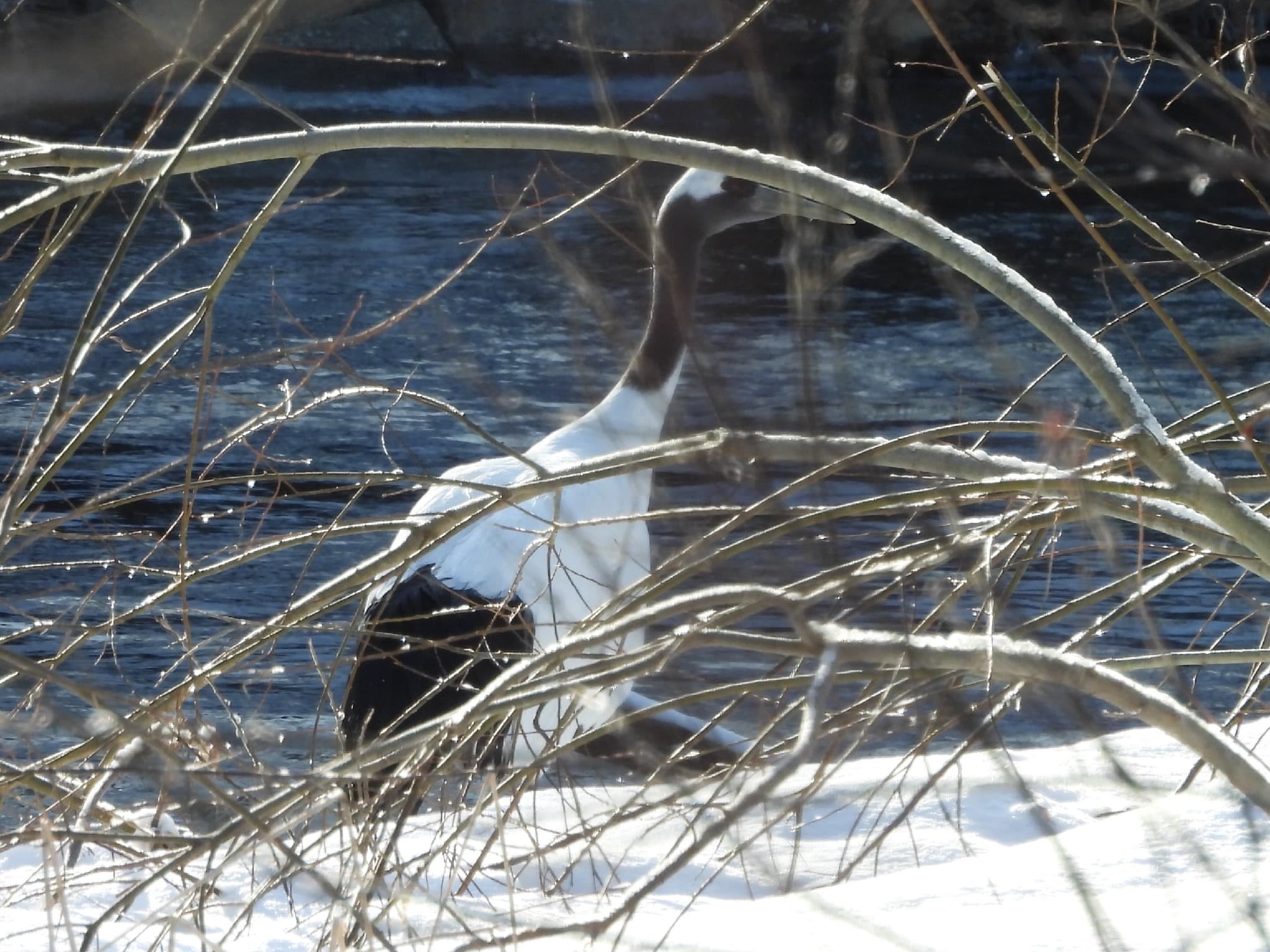 Red-crowned Crane