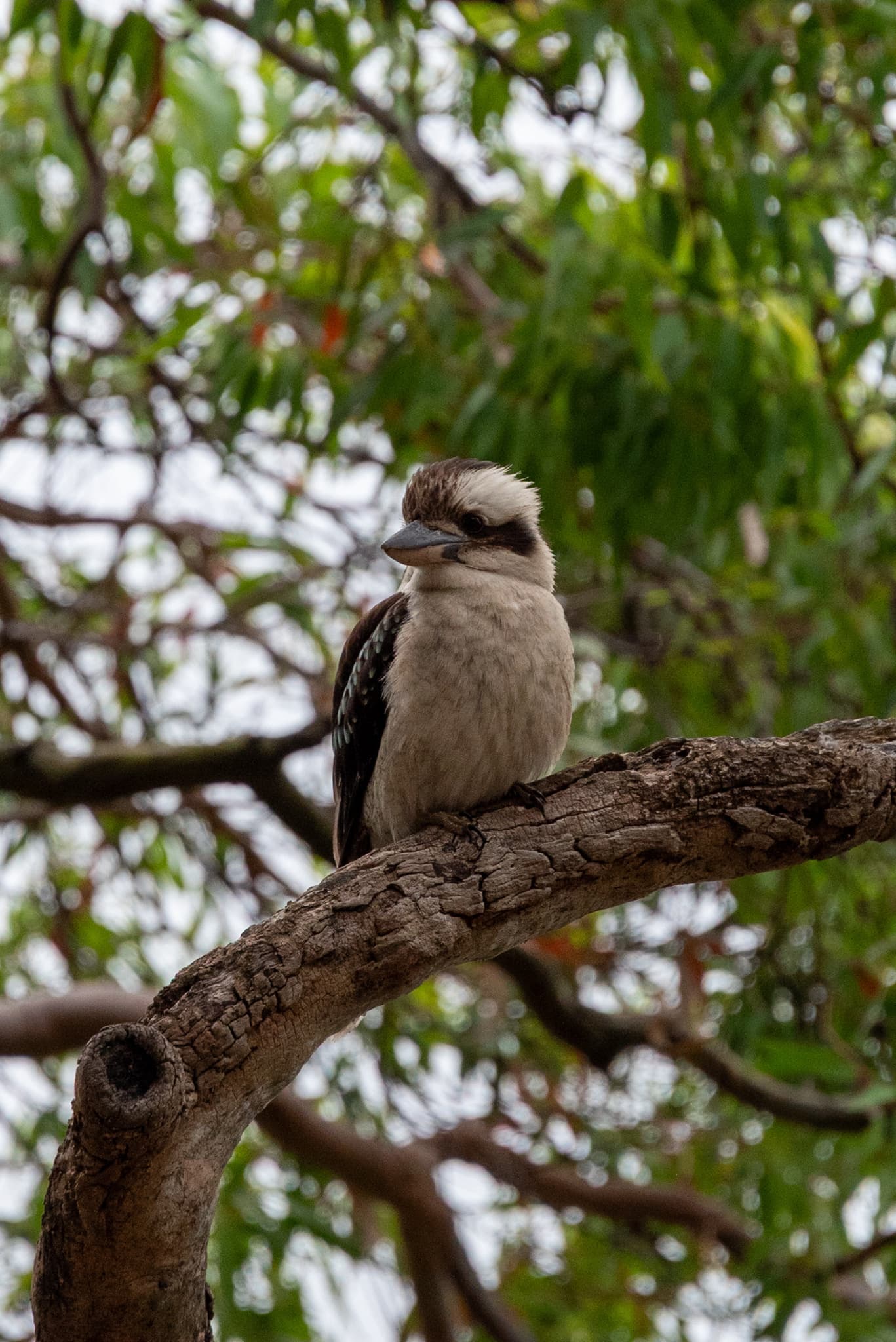 Kookaburra