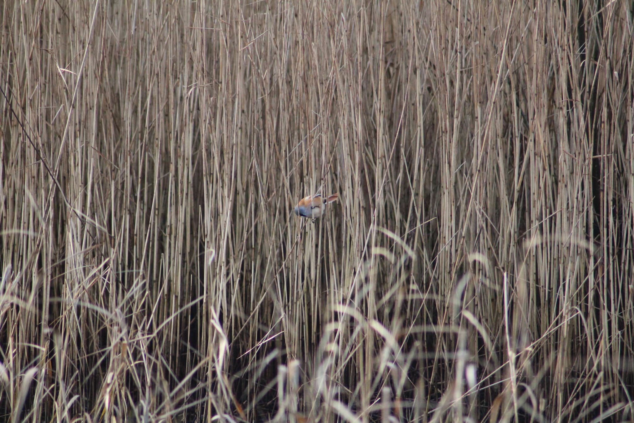 Bearded Reedling