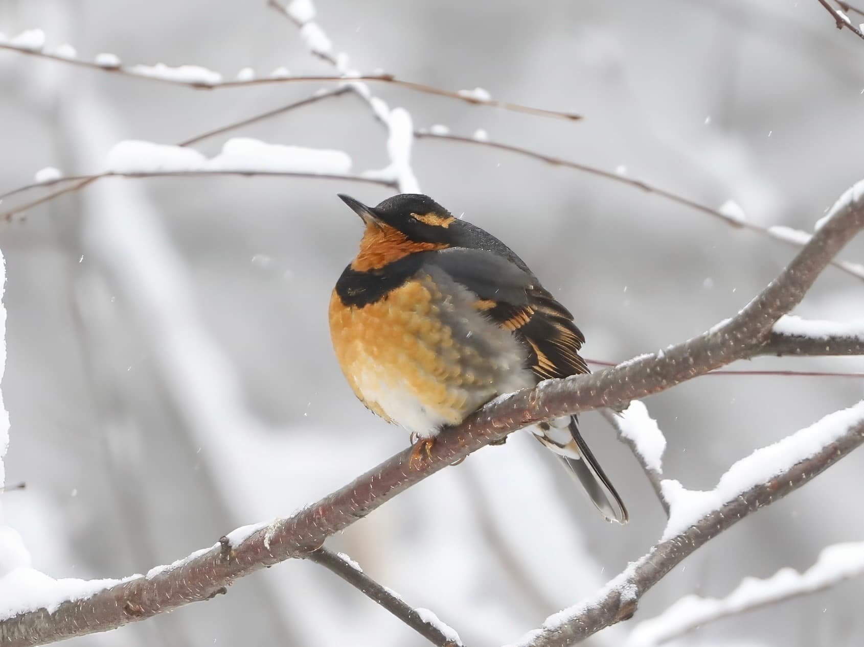 Varied Thrush
