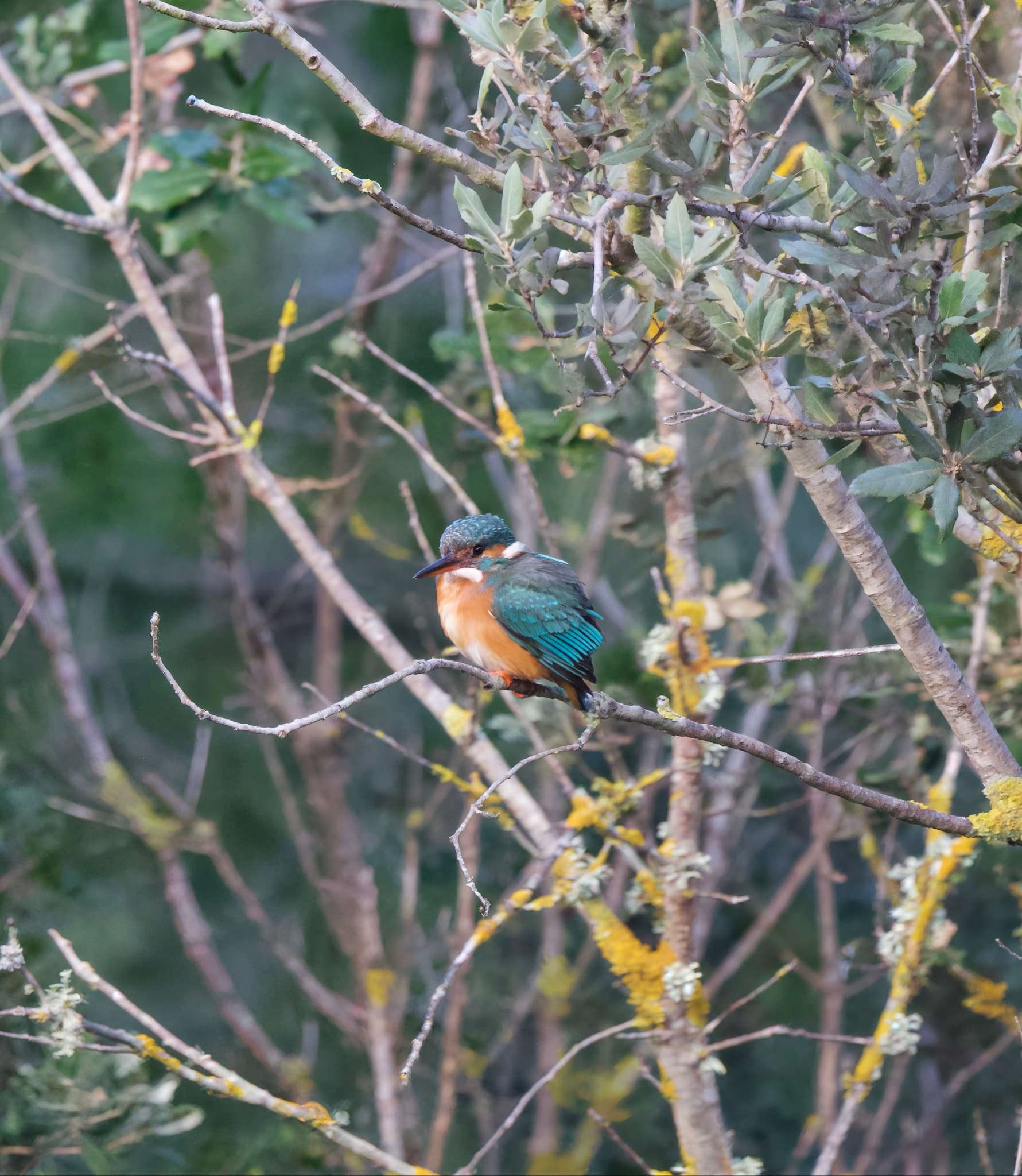 Common Kingfisher