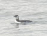 Common Guillemot