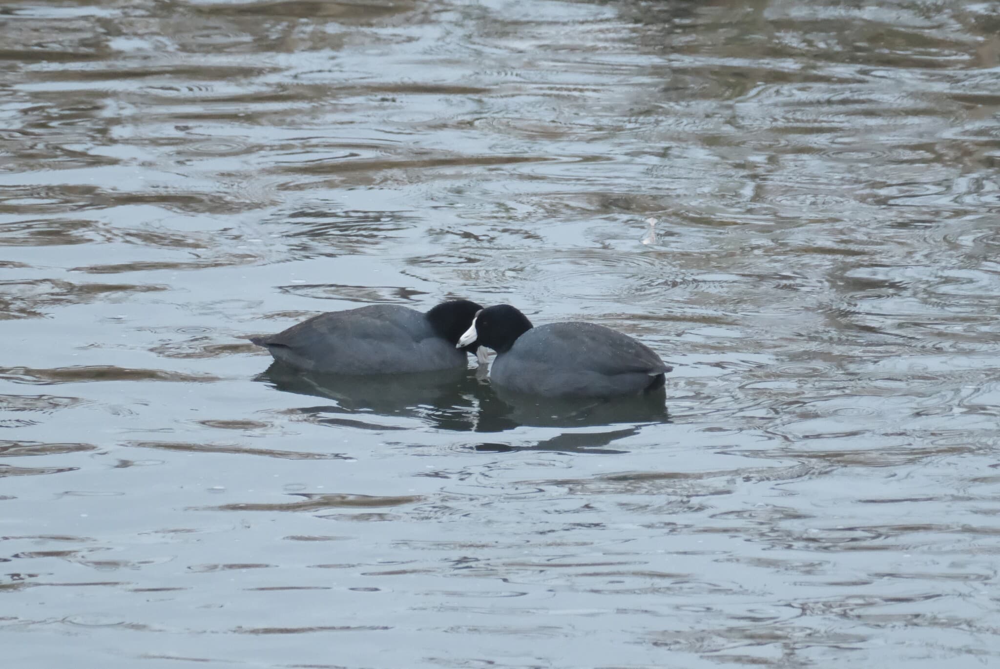 American Coot