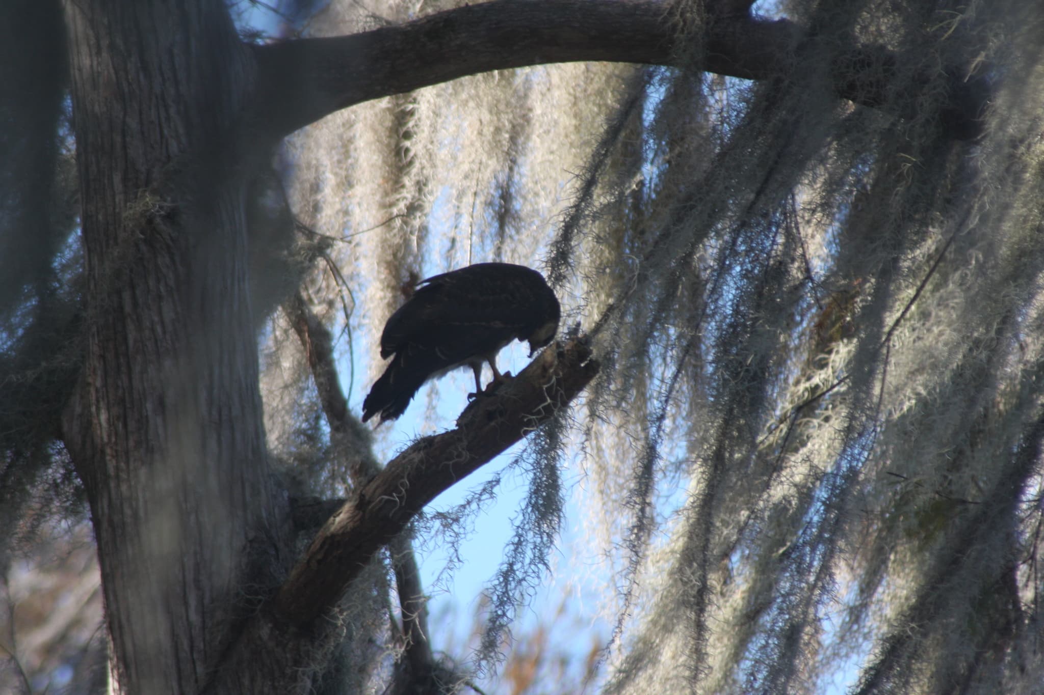 Snail Kite