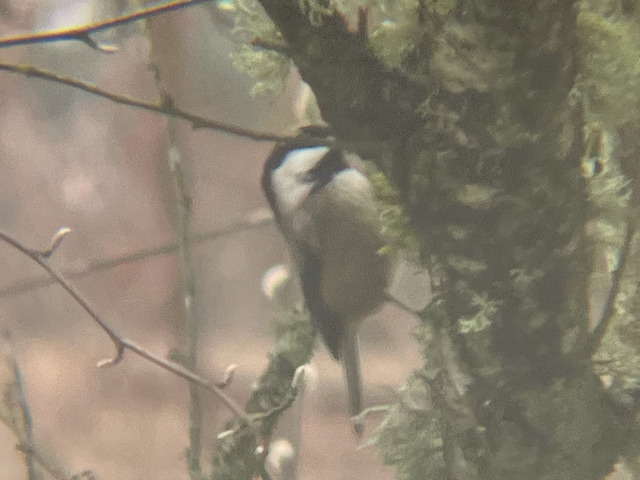 Black-capped Chickadee