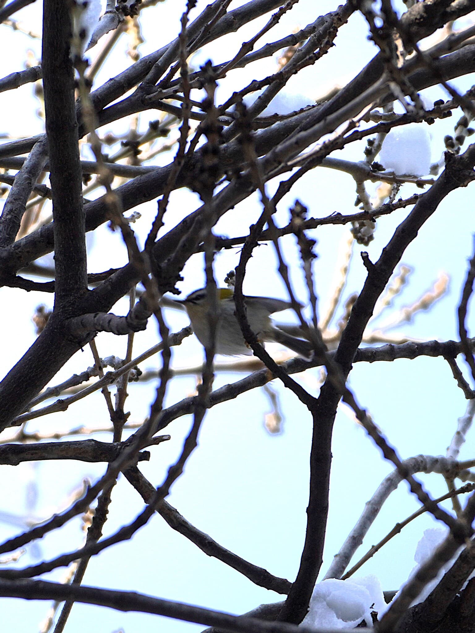 Firecrest
