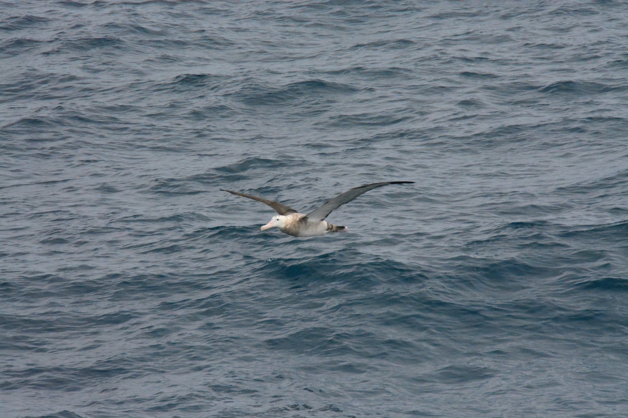 Wandering Albatross