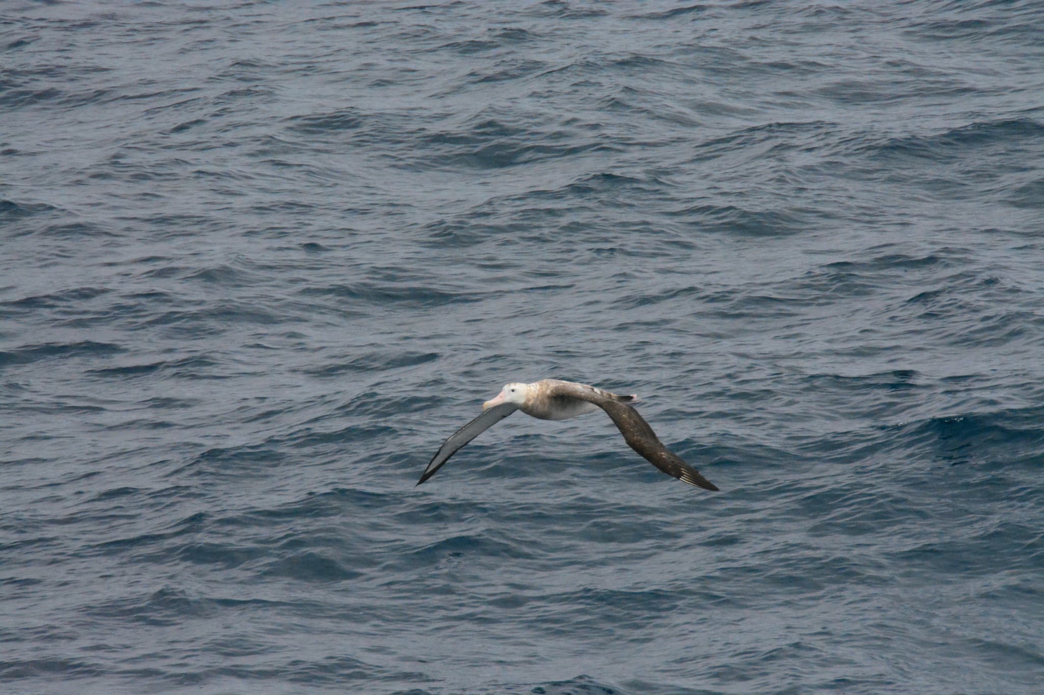 Wandering Albatross