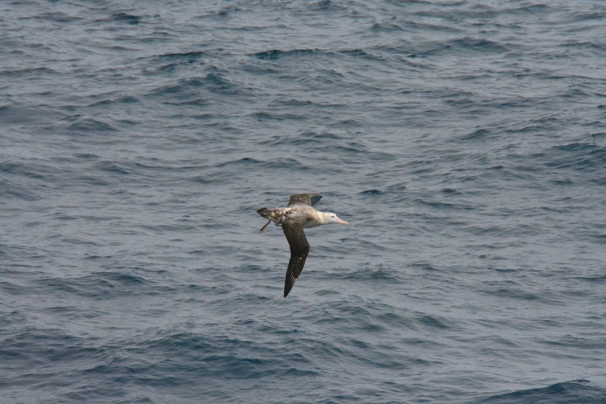 Wandering Albatross