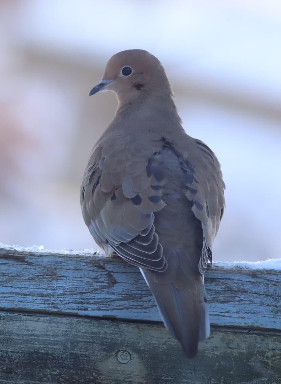 Mourning Dove