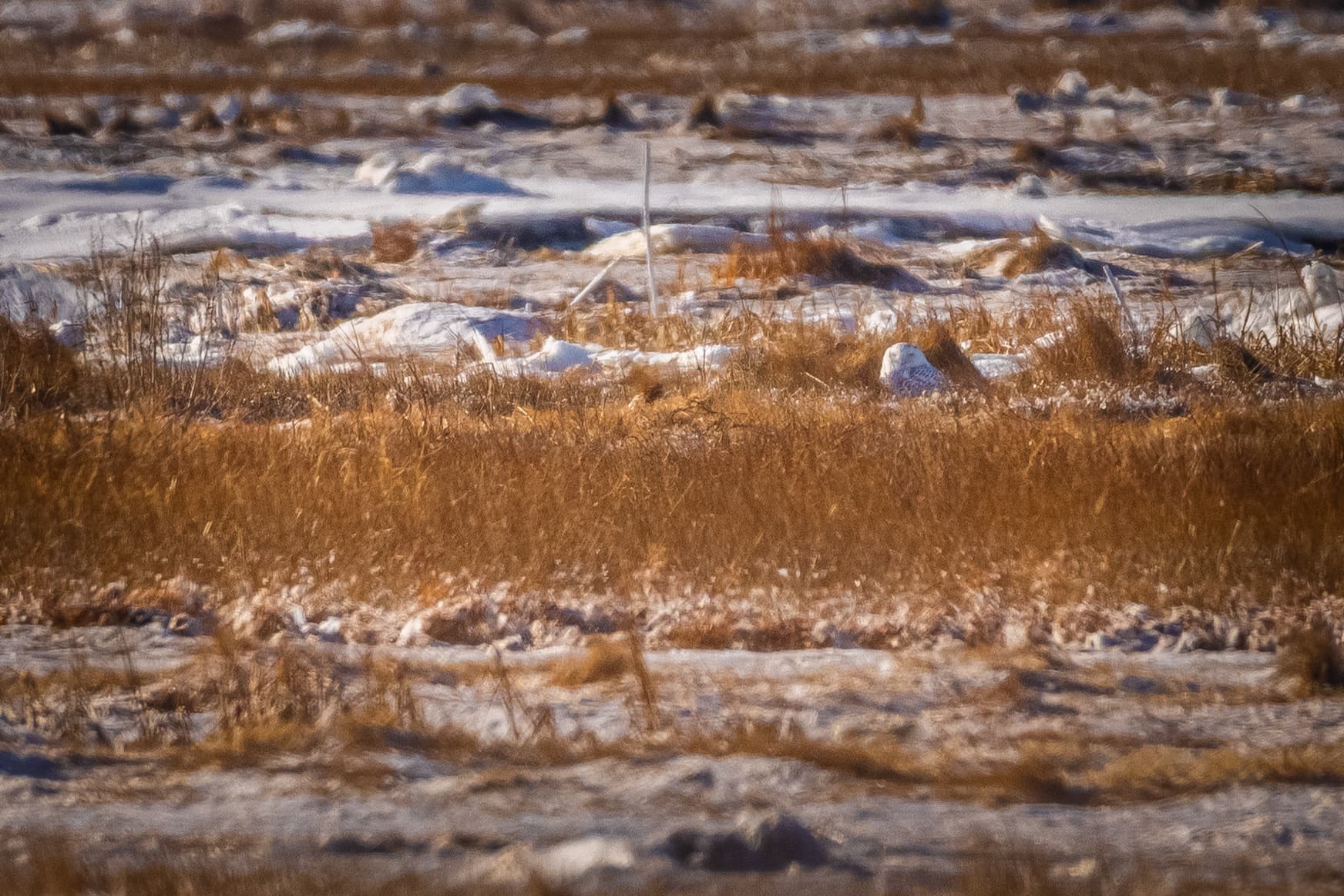 Snowy Owl