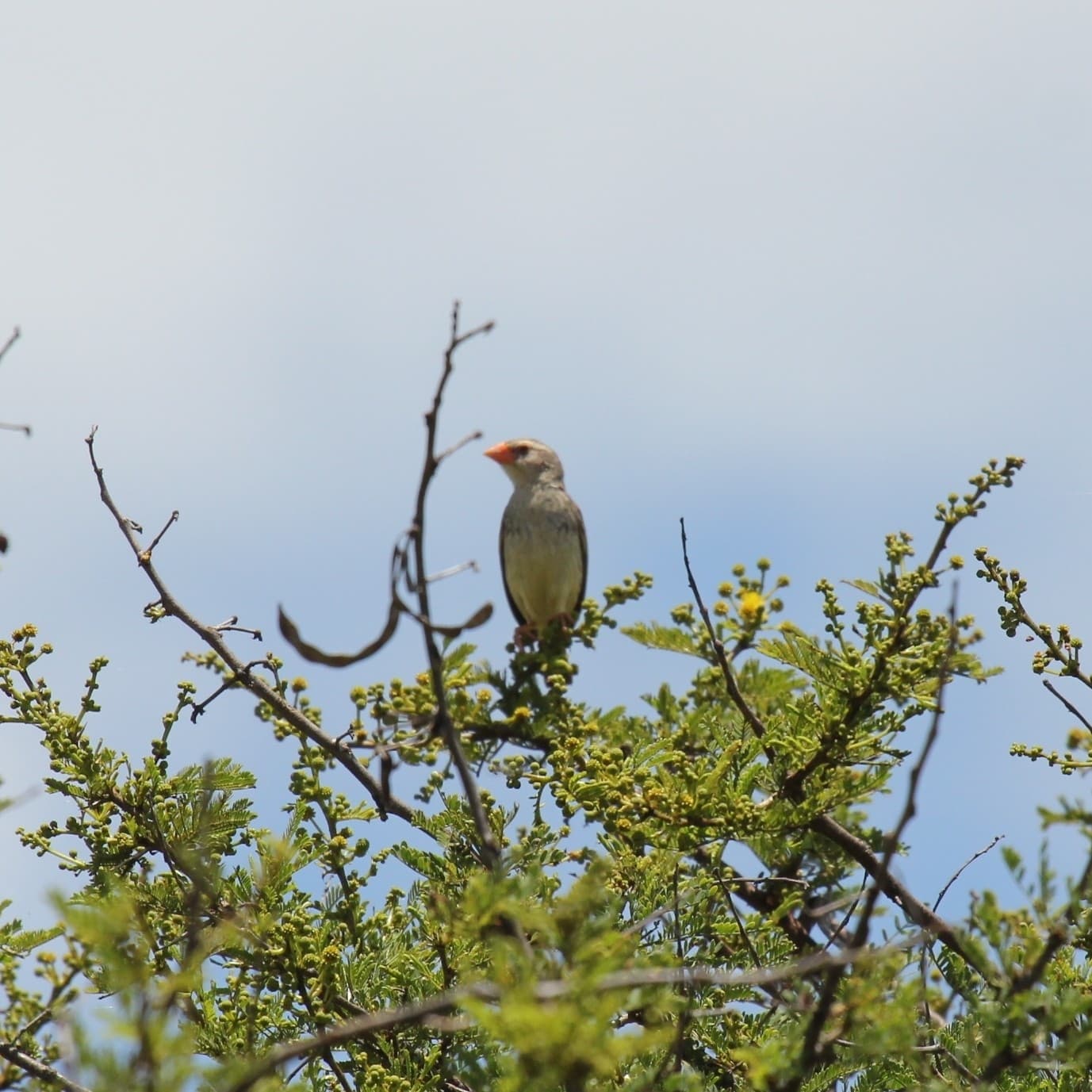 Red-billed Quelea