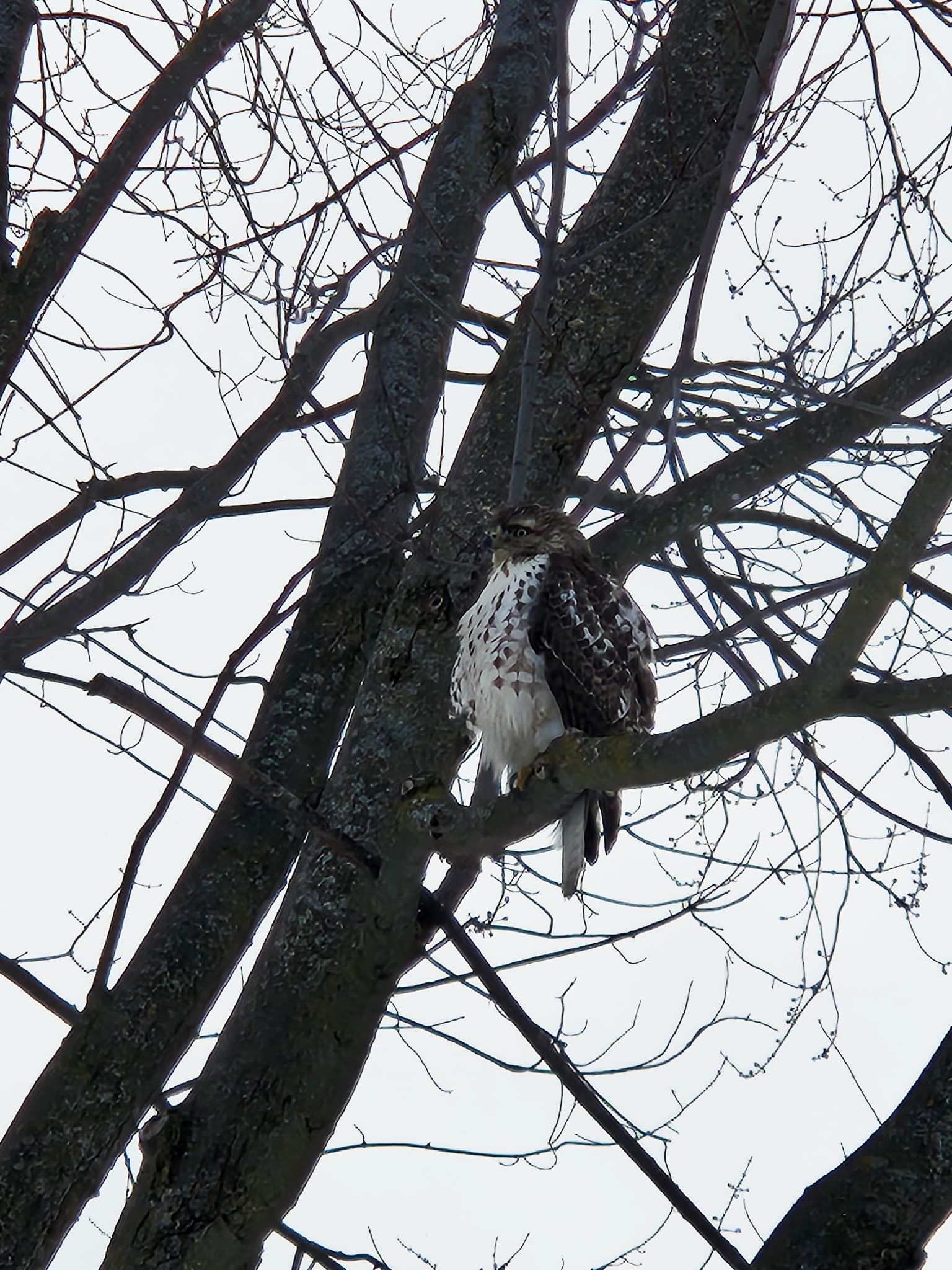 Red-tailed Hawk