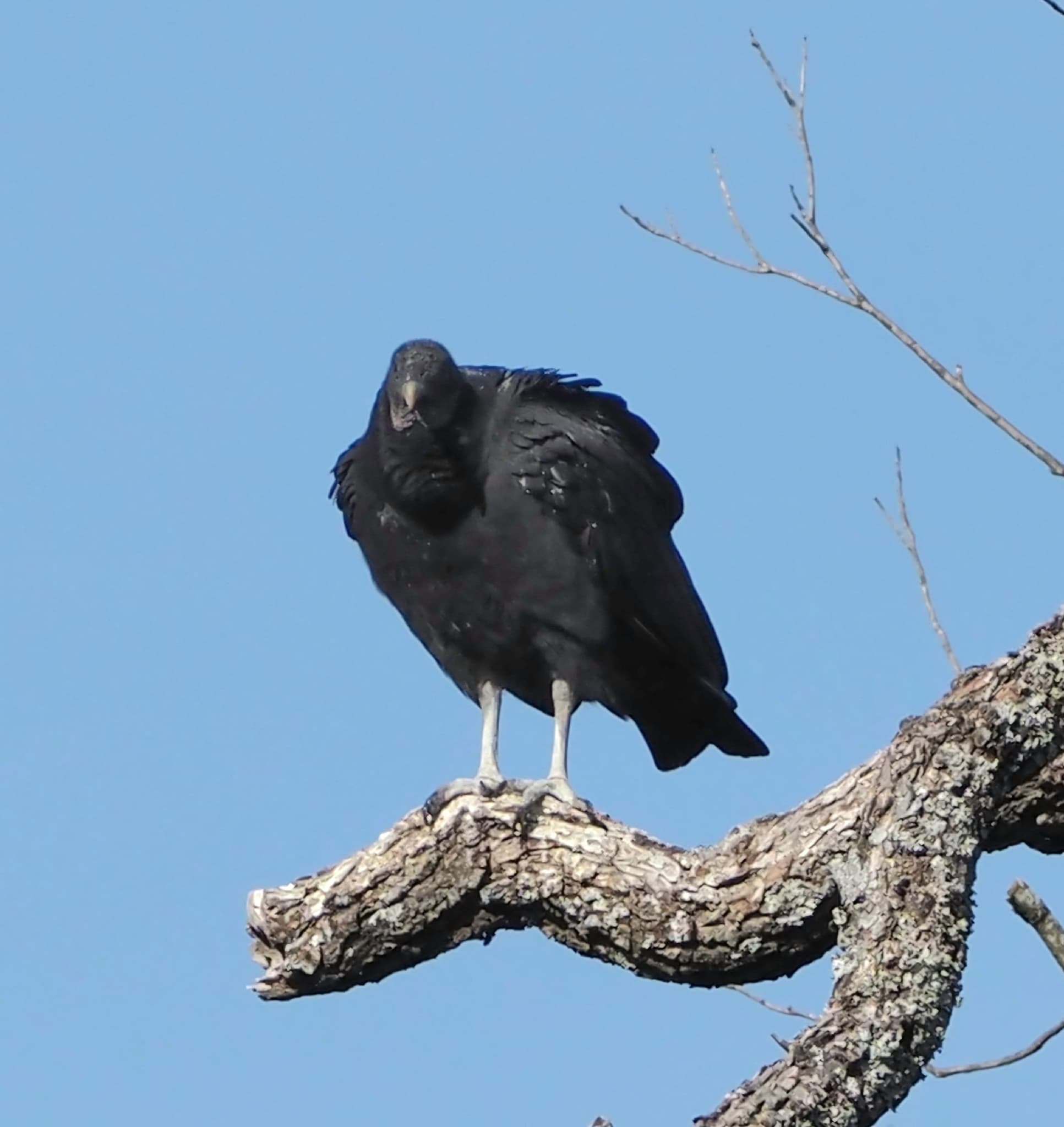 Black Vulture