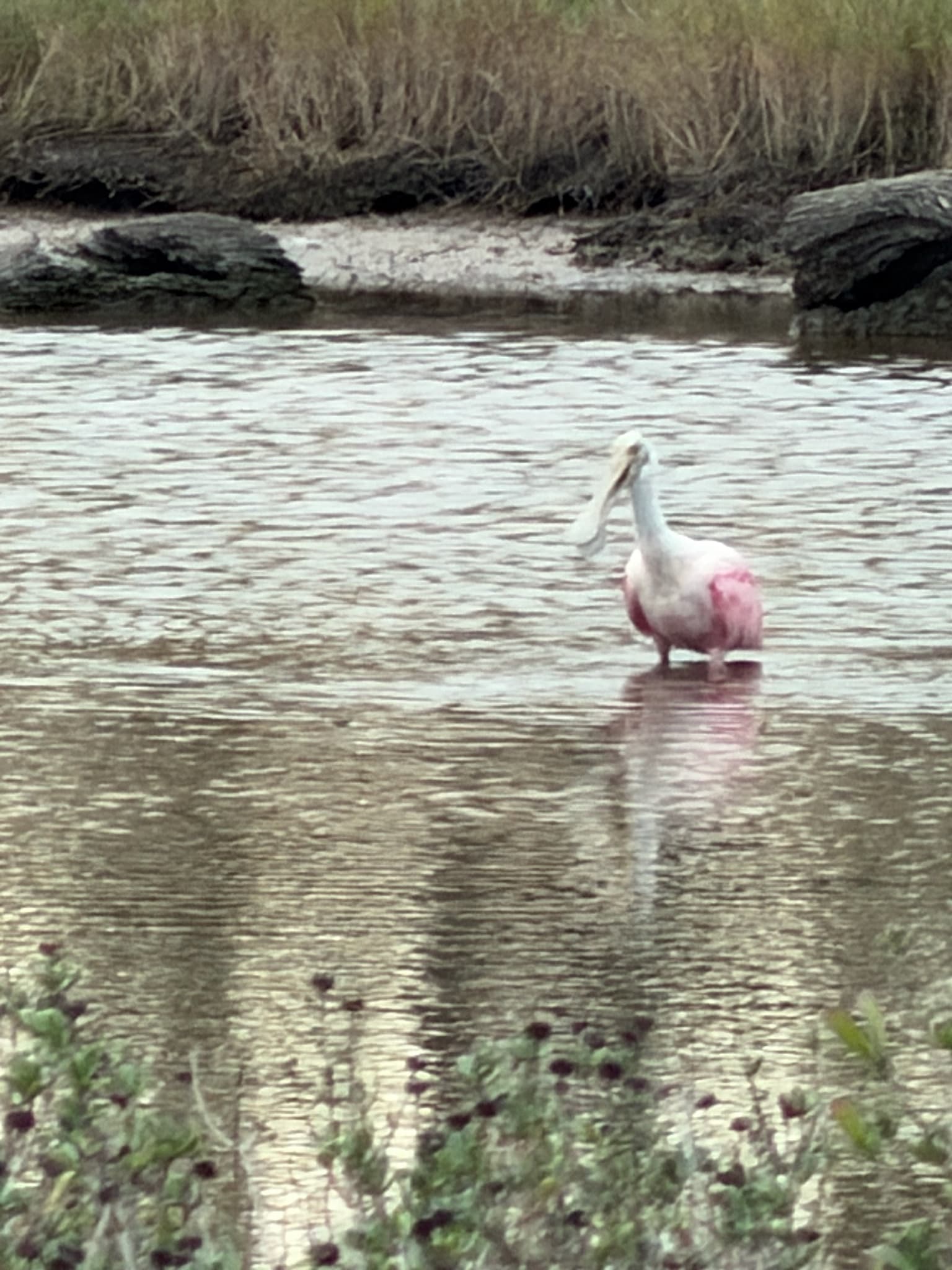 Roseate Spoonbill