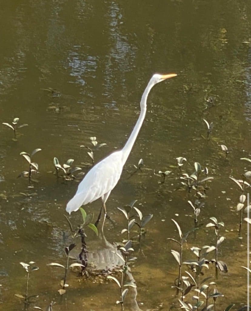 Great Egret