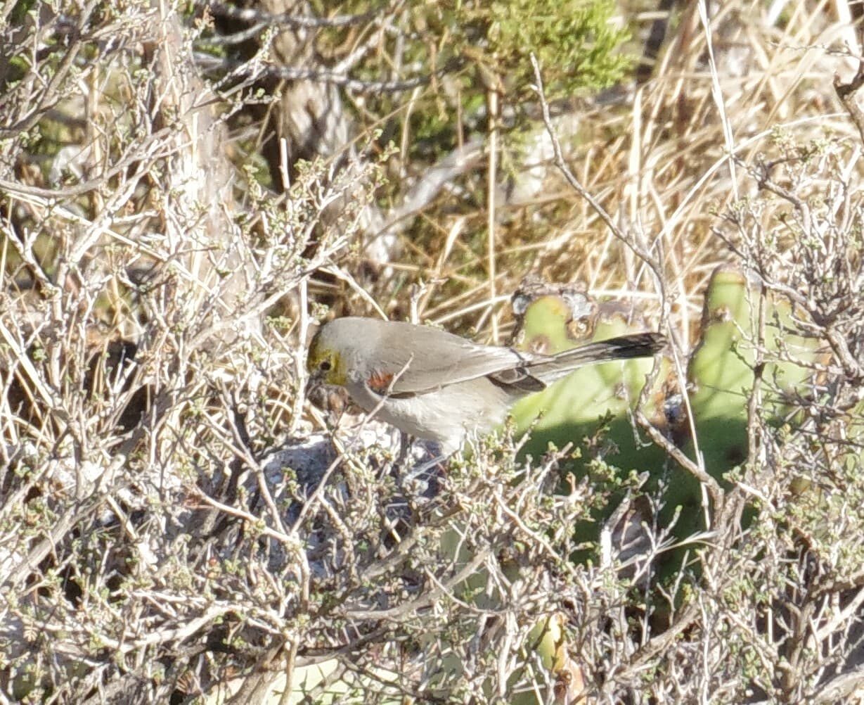 Verdin