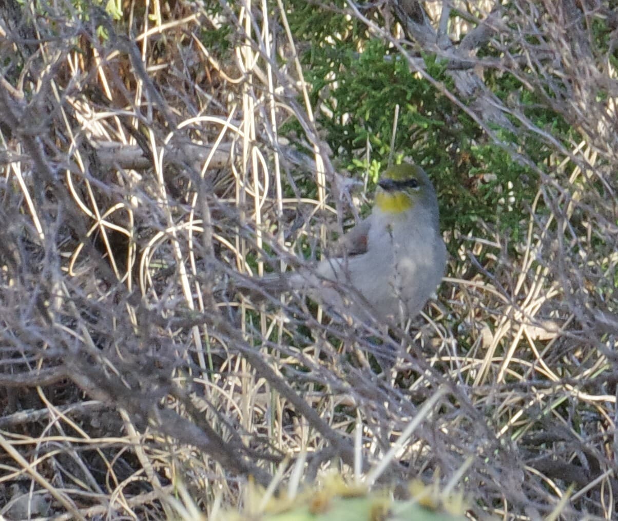 Verdin