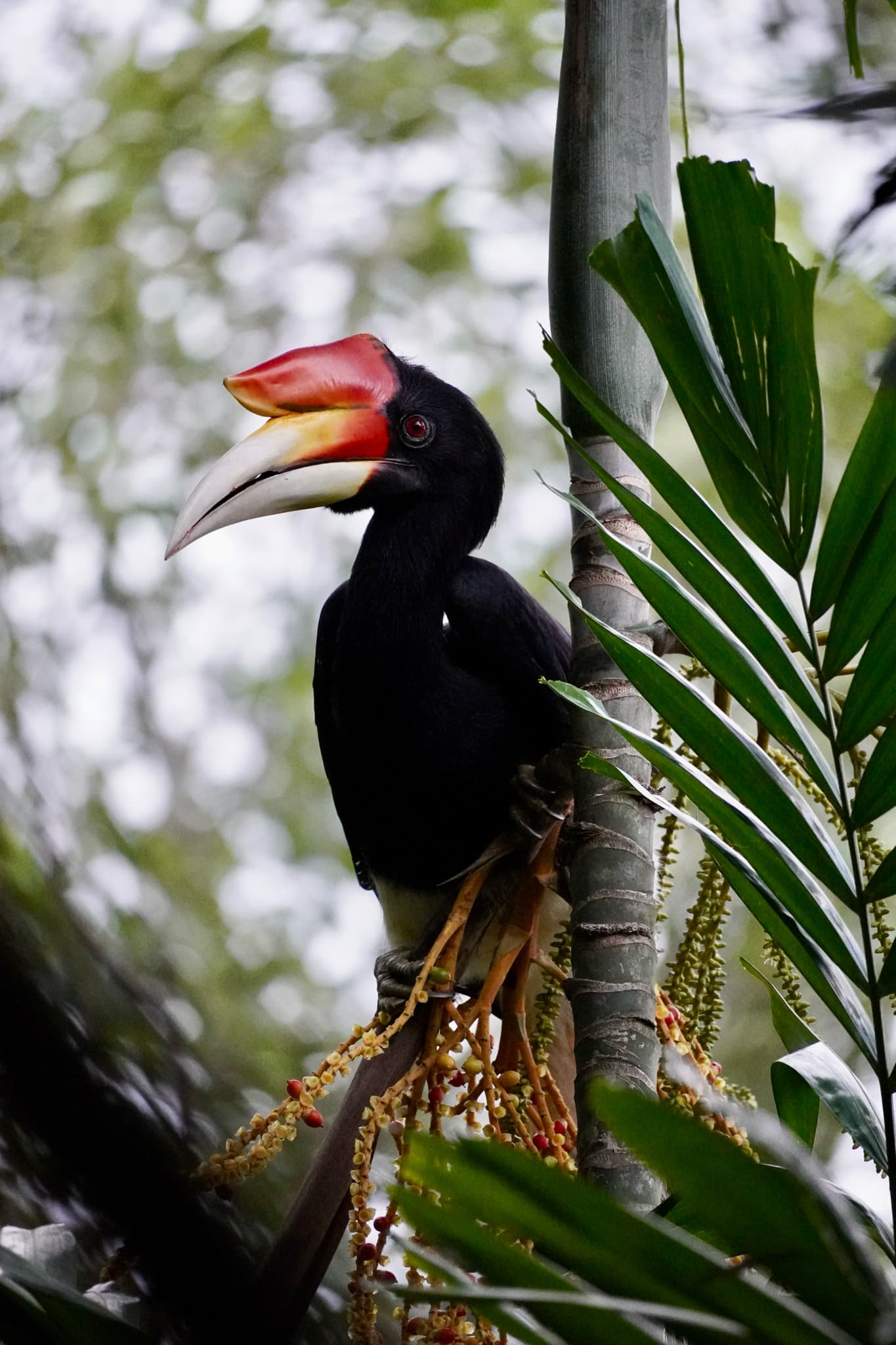 Rhinoceros Hornbill