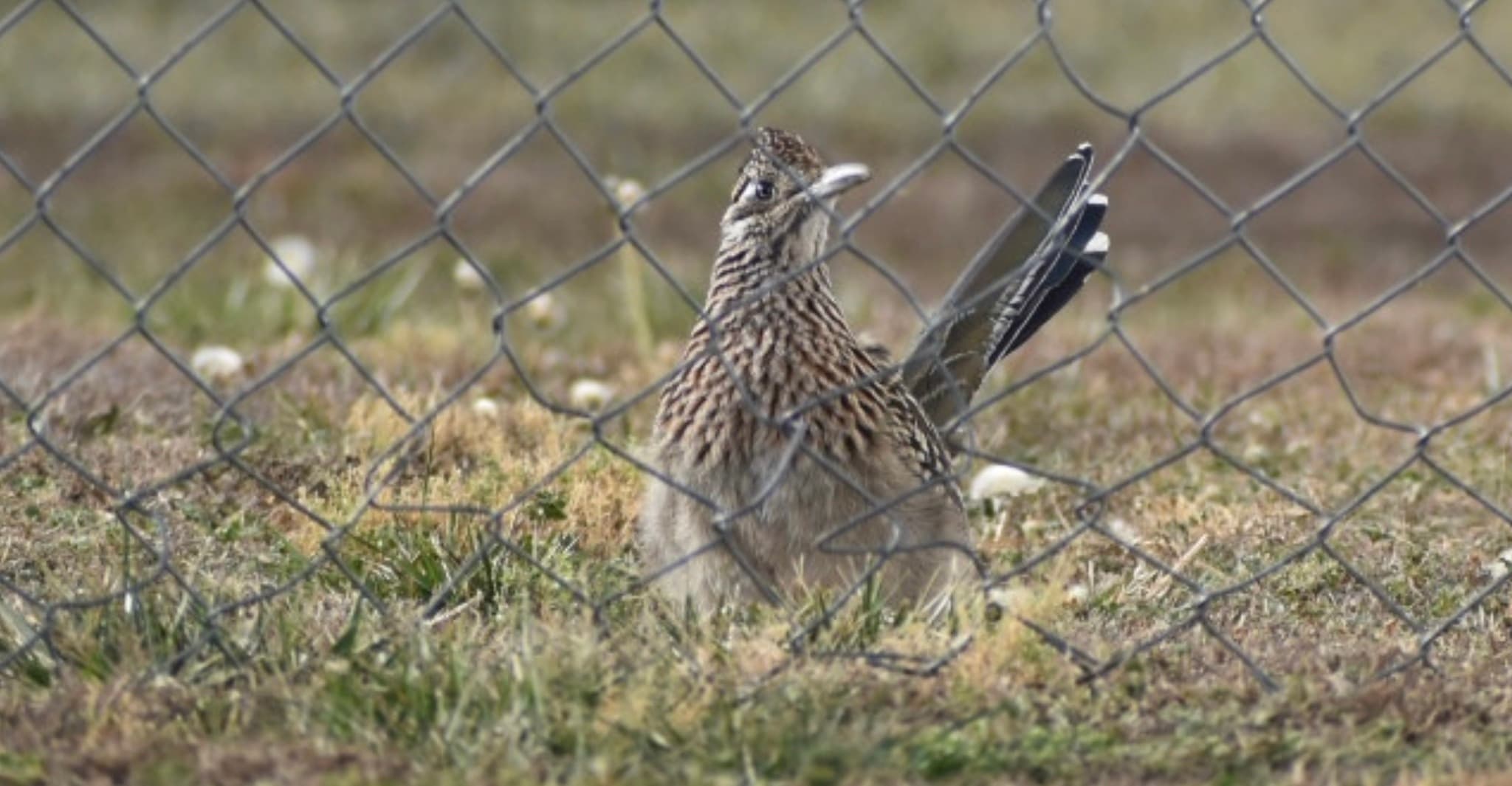 Greater Roadrunner