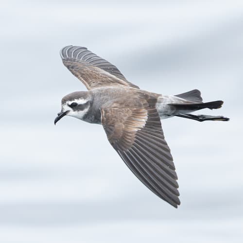 White-faced Storm-Petrel