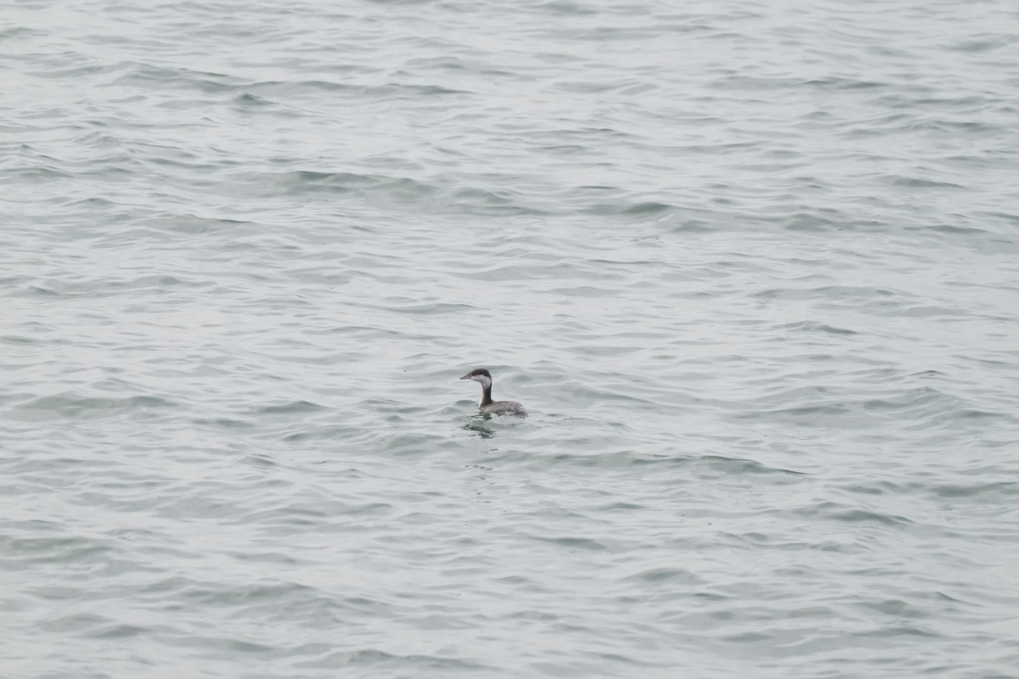 Horned Grebe