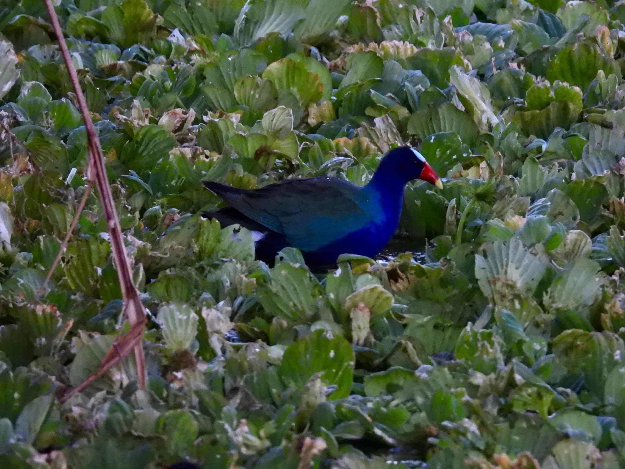 Purple Gallinule