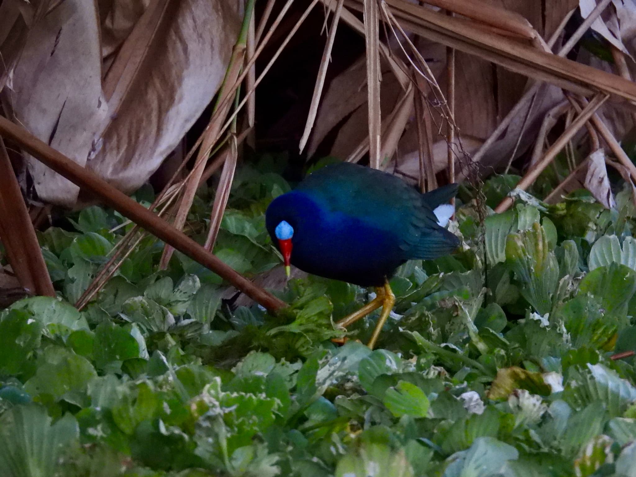 Purple Gallinule