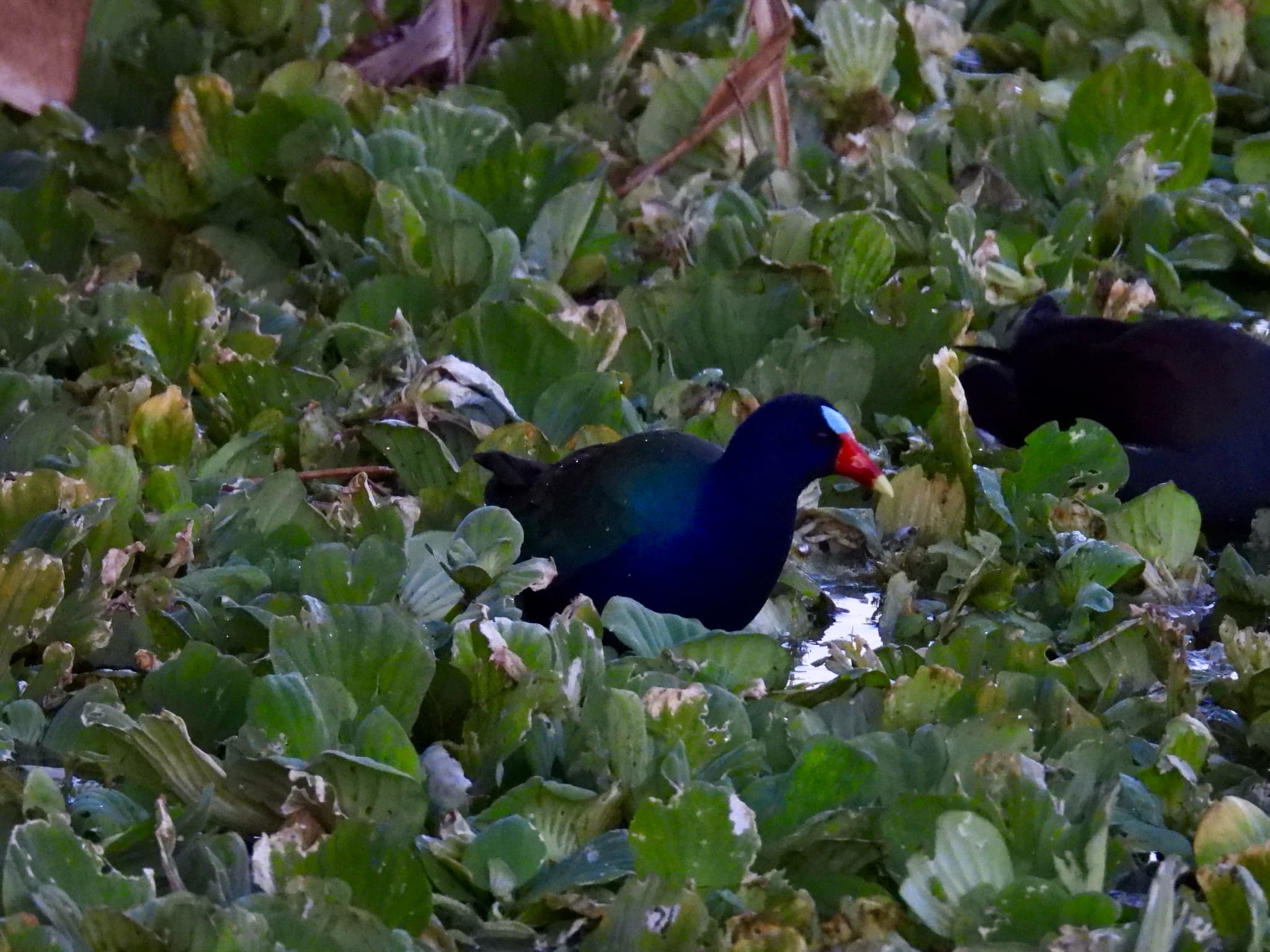 Purple Gallinule