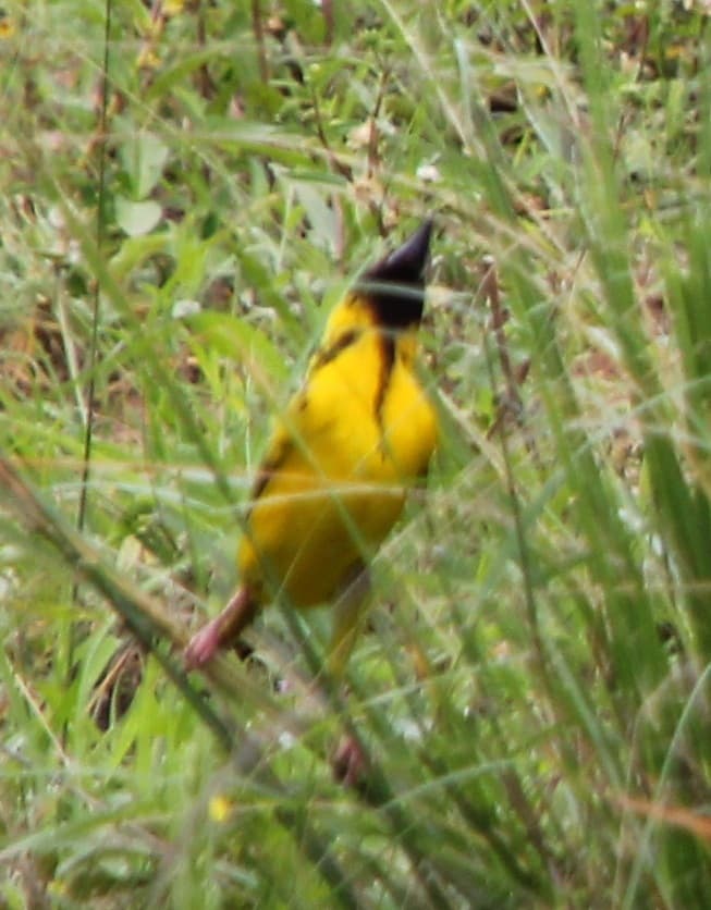 Village Weaver