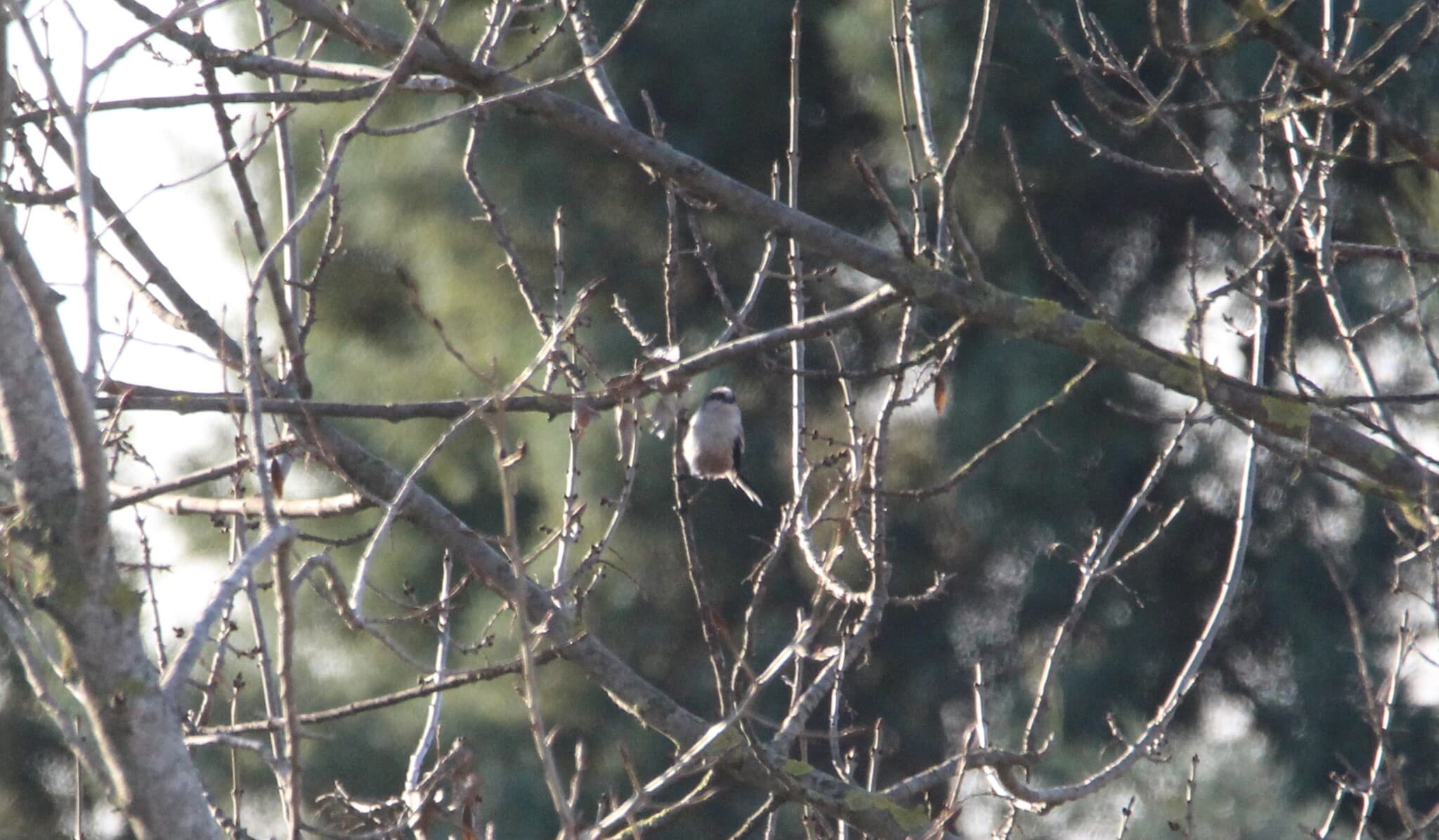 Long-tailed Tit