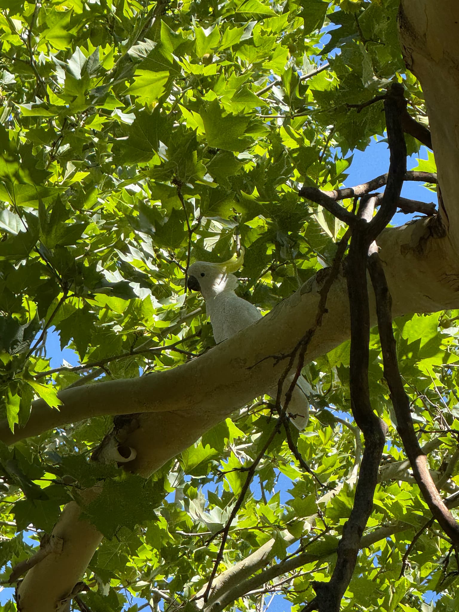 Sulphur-crested Cockatoo