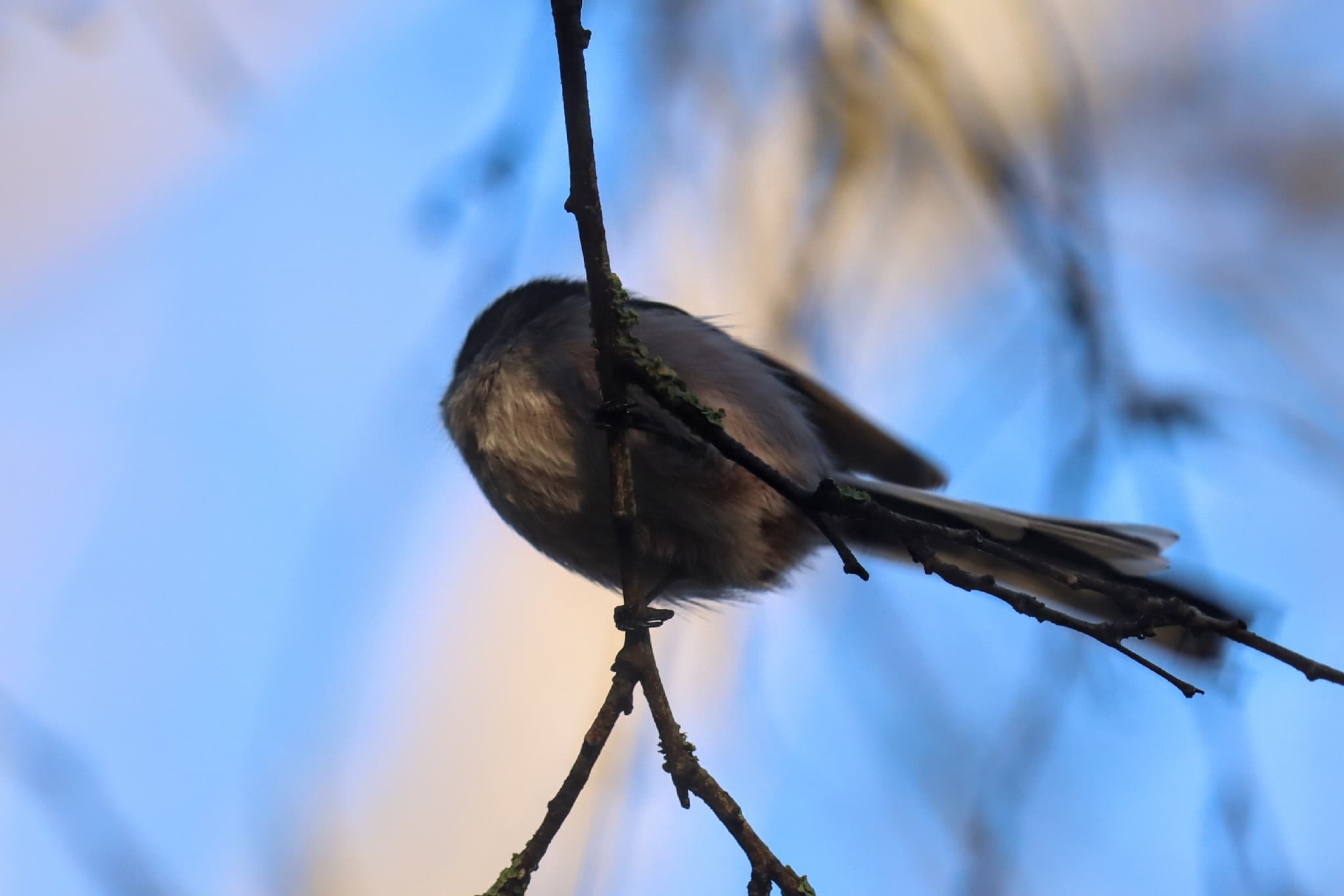Long-tailed Tit